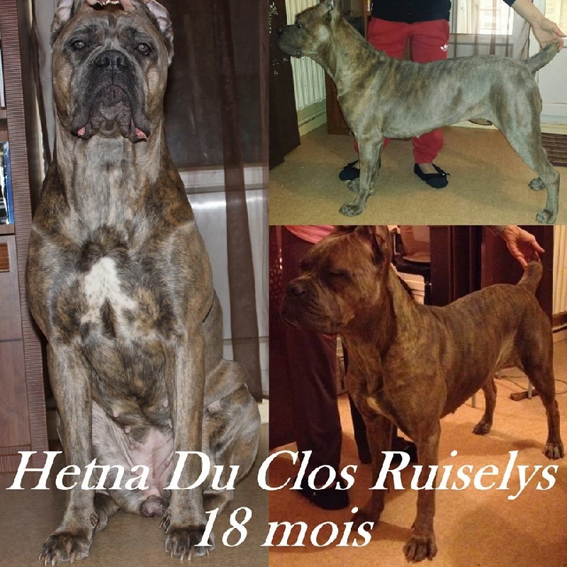 Hetna du clos ruiselys