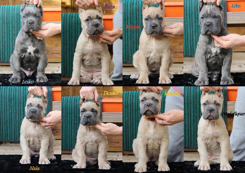 Diamant Del Regno de Sicile - Cane Corso - Portée née le 04/10/2015