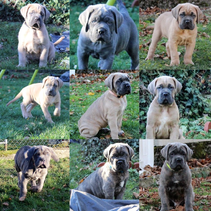 Diamant Del Regno de Sicile - Cane Corso - Portée née le 12/10/2016