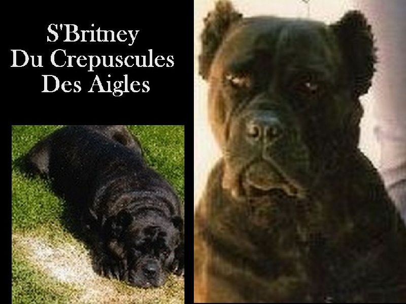 Ascendant Hetna Du Clos Ruiselys 